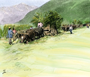 Latin America:Caribbean Prints: Ox-drawn wagons carrying harvested sugar cane on a Jamaica plantation