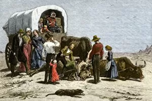 California Collection: Oxen dying of thirst on a wagon trail