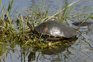 Swamp Gallery: Painted turtle in the Florida Everglades
