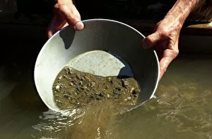 Miner Collection: Panning for gold, California
