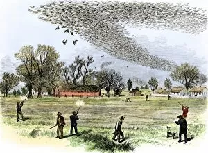 Sports:recreation Collection: Passenger pigeons filling the skies before they were hunted to extinction