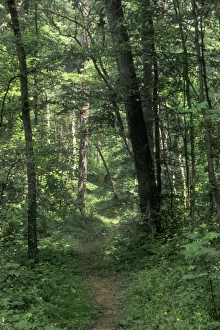 Kentucky Prints: Pathway of the Wilderness Road