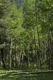 Sangre De Cristo Mountains Gallery: Pecos Wilderness aspen grove, New Mexico
