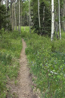 Images Dated 4th June 2006: Pecos Wilderness trail, New Mexico