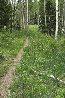 Path Gallery: Pecos Wilderness trail, New Mexico