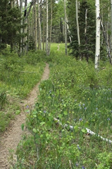 Sangre De Cristo Mountains Gallery: Pecos Wilderness trail, New Mexico