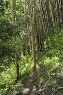 Images Dated 4th June 2006: Pecos Wilderness trail, New Mexico