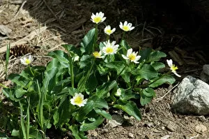 Native Plant Collection: Pecos Wilderness wildflowers, New Mexico