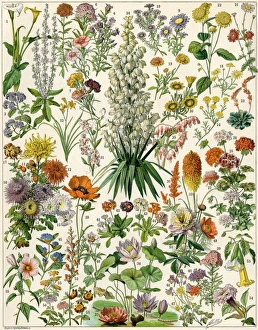 Flower Prints: Perennial garden flowers, including yucca
