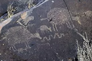 Images Dated 19th September 2007: Petroglyphs of animals near Albuquerque, New Mexico