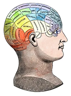 1880s Collection: Phrenological model of personality traits