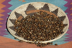 Colorado Prints: Pinon nuts, an important food of Southwestern Native Americans