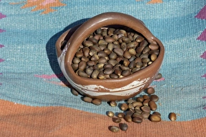 Colorado Prints: Pinon nuts, an important food of Southwestern Native Americans