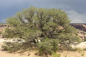 Scenery Gallery: Pinyon tree, Canyon de Chelly, Arizona