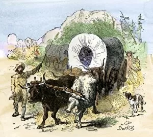 Oxen Collection: Pioneers moving west, early 1800s