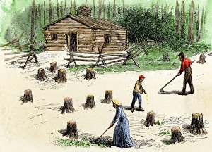 Pioneers planting corn on newly cleared land in the backwoods