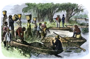 African American Prints: Plantation slaves loading rice to a barge on the Savannah River on the Georgia