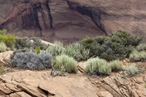 Scenery Gallery: Plants of Canyon de Chelly, Arizona