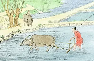 Rice Gallery: Plowing rice paddies with water buffalo