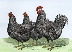 Bird Gallery: Plymouth Rock chickens
