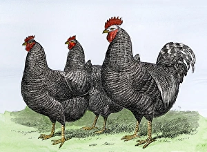 Rooster Gallery: Plymouth Rock chickens