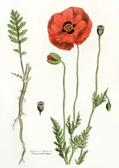 Diagram Collection: Poppy flower, root, and seed pod