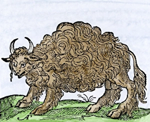 Possibly the earliest engraving of an American buffalo