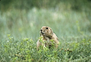 Grasslands Gallery: Prairie dog, North Dakota