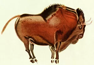 Native Animal Gallery: Prehistoric cave art of a bull, Altamira, Spain