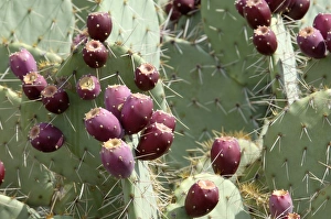 Prickly-pear cactus with fruit