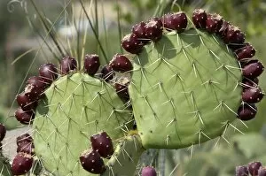 Native Plant Gallery: Prickly-pear cactus with fruit