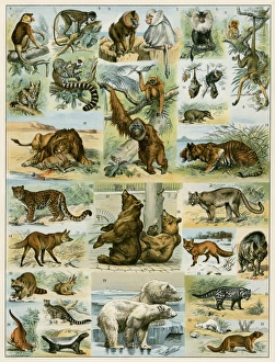Arctic Gallery: Primates and other mammals