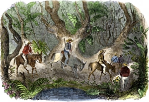 Prospectors traveling to the California gold regions crossing through jungle