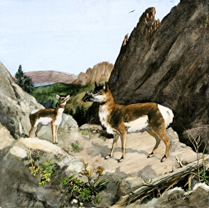 South Dakota Collection: Protoceras, an extinct mammal of North America