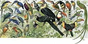 Natural History Gallery: Quetzal, toucan, and other tropical birds