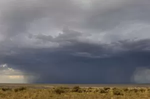 Arid Gallery: Rainstorm on the high plains, New Mexico