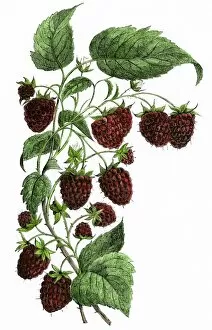 Native Plant Collection: Raspberries