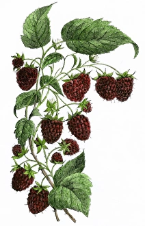 Leaf Gallery: Raspberries