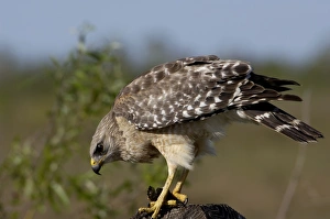 Swamp Gallery: Red-shouldered hawk, Florida Everglades
