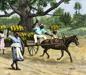 Bare Foot Prints: Ripe bananas brought to the wharf