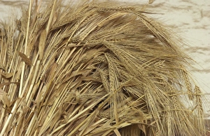 Grain Prints: Wheat