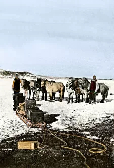Snow Gallery: Shackletons Manchurian ponies, Antarctica, 1908
