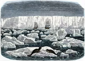 Bird Gallery: Ships off the Antarctic ice-shelf, 1800s