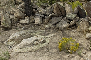 Shrine of the Stone Lions