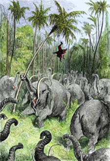 Adventure Travel Prints: Sinbad in peril among the elephants