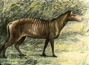 Extinct Gallery: Small three-toed horse from fossil beds in South Dakota