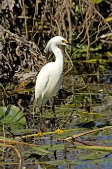 Wet Land Gallery: Snowy egret in the Florida Everglades