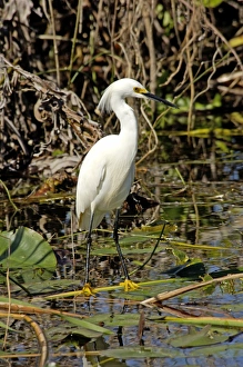 Swamp Gallery: Snowy egret in the Florida Everglades