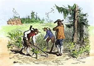 South Carolina Gallery: South Carolina colonists planting crops