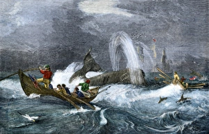 Sailor Prints: South Sea whaling in the 1800s